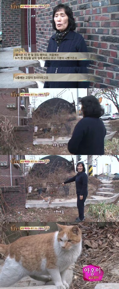 [동물농장] 매일 장갑 물어오는 고양이 (사랑스러움주의/스압주의) | 인스티즈