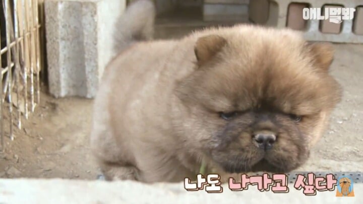심장주의 모래찜질하다 빠진 댕댕이 끝순이 | 인스티즈