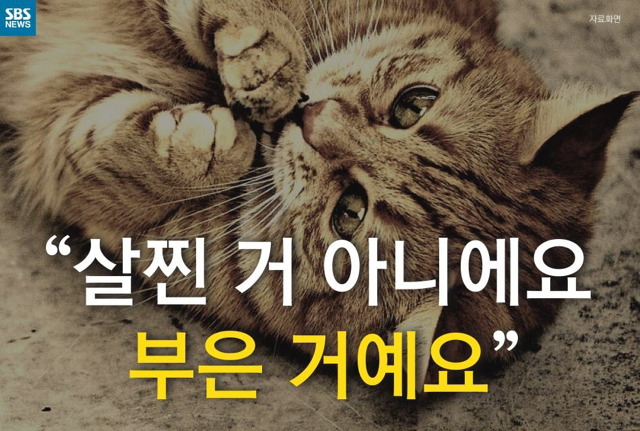 길 고양이가 뚱뚱한 이유..jpg | 인스티즈