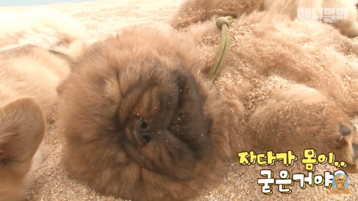 심장주의 모래찜질하다 빠진 댕댕이 끝순이 | 인스티즈