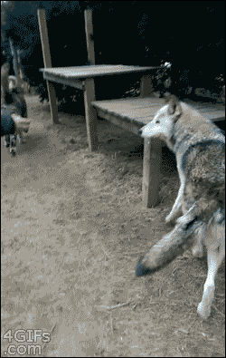 애교 부리는 늑대.gif | 인스티즈