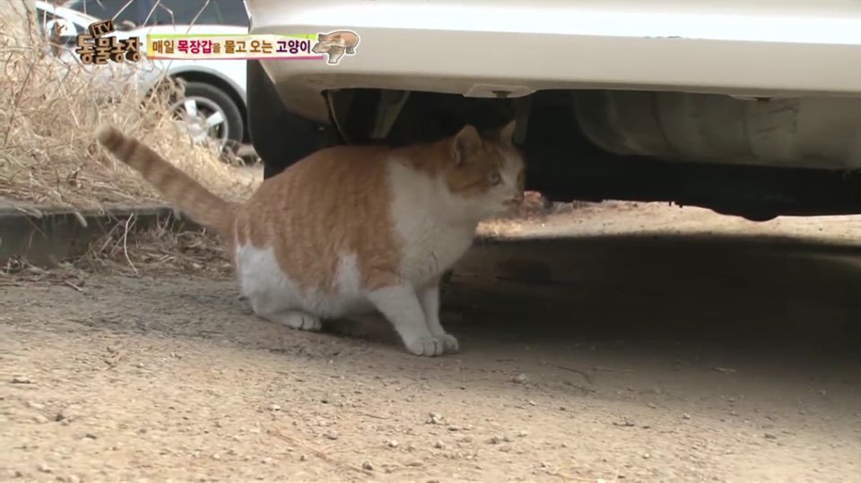 [동물농장] 매일 장갑 물어오는 고양이 (사랑스러움주의/스압주의) | 인스티즈