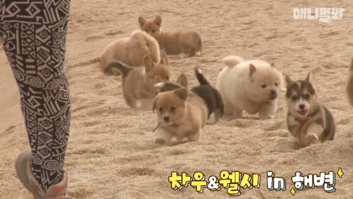 심장주의 모래찜질하다 빠진 댕댕이 끝순이 | 인스티즈