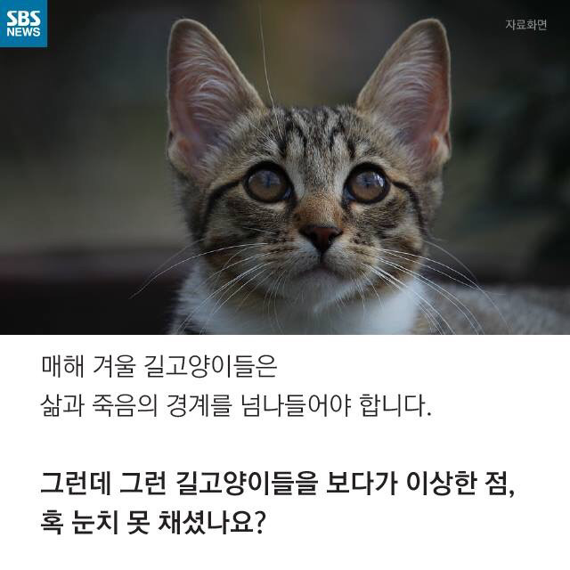 길 고양이가 뚱뚱한 이유..jpg | 인스티즈