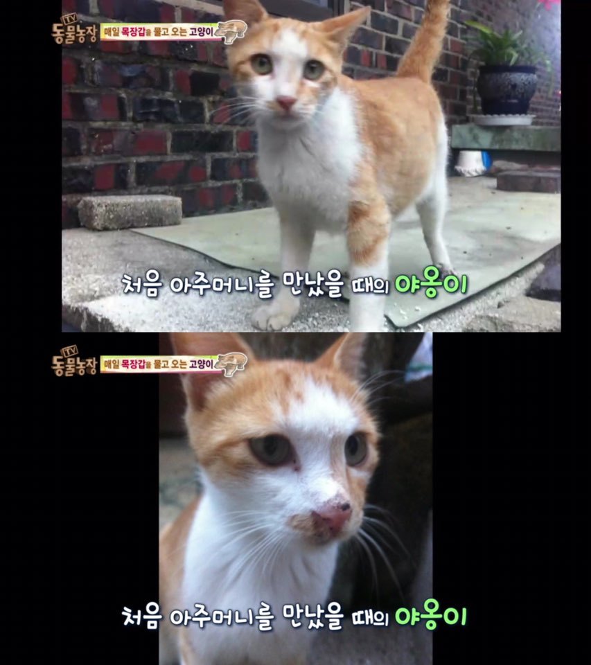 [동물농장] 매일 장갑 물어오는 고양이 (사랑스러움주의/스압주의) | 인스티즈