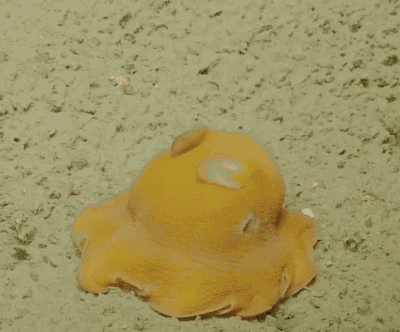 심해에 사는 귀여운 덤보문어...gif | 인스티즈