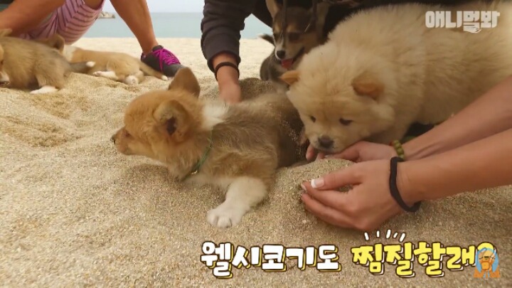 심장주의 모래찜질하다 빠진 댕댕이 끝순이 | 인스티즈