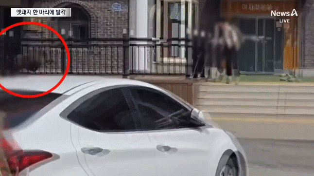 고속도로 휴게소서 멧돼지 난동 女화장실 문 '쿵쿵'.gif | 인스티즈