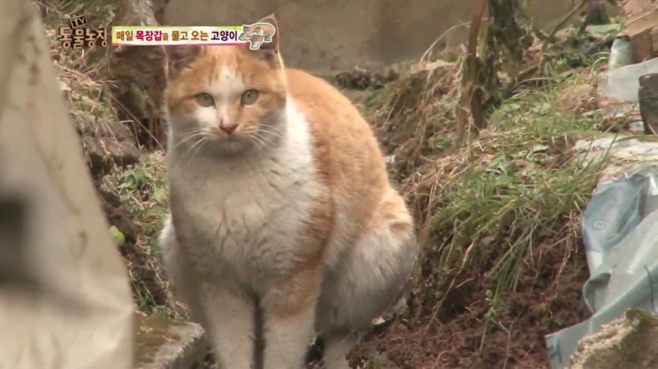 [동물농장] 매일 장갑 물어오는 고양이 (사랑스러움주의/스압주의) | 인스티즈