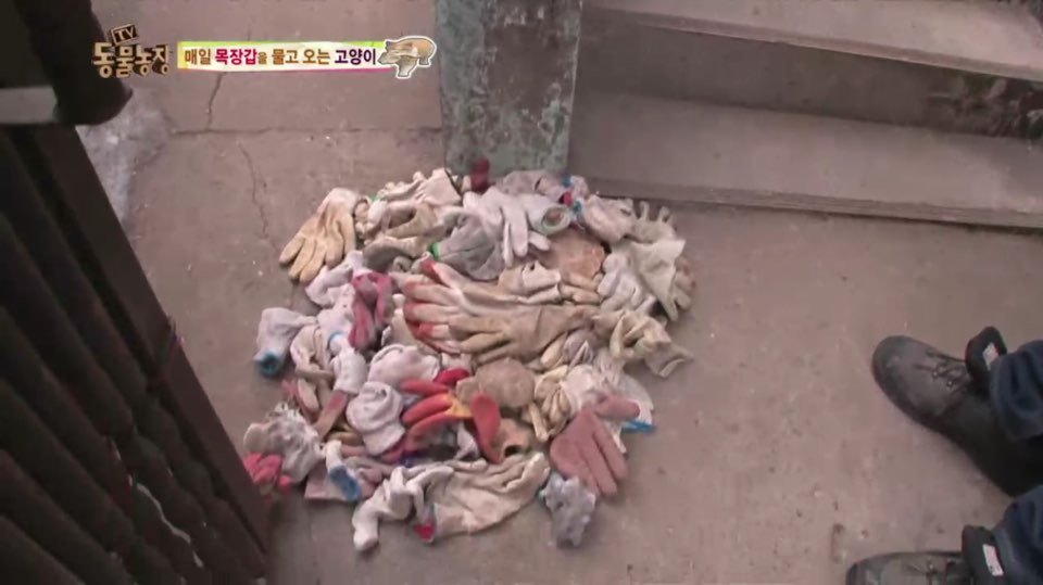 [동물농장] 매일 장갑 물어오는 고양이 (사랑스러움주의/스압주의) | 인스티즈