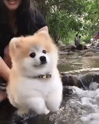 아기 고양이 vs 강아지.gif | 인스티즈