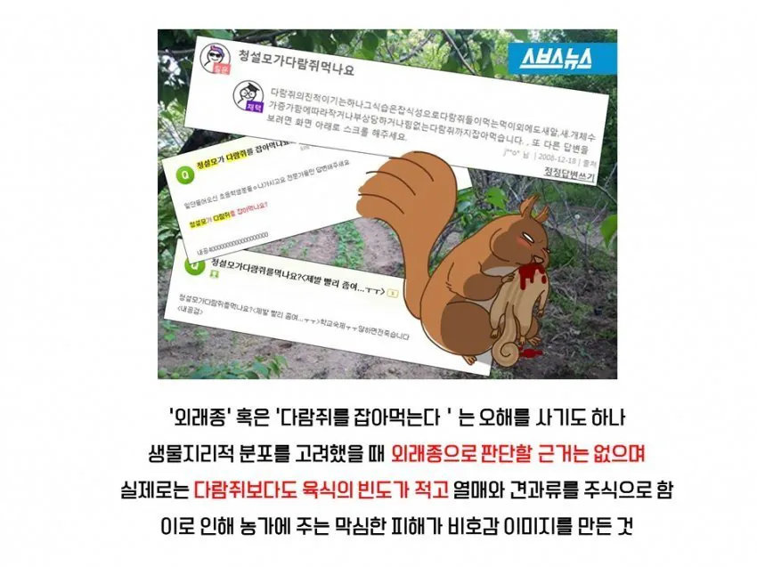 다람쥐와 청설모의 차이 | 인스티즈