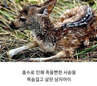 인류애 상실 극복짤 모음 ㅠ (감동 폭발) | 인스티즈