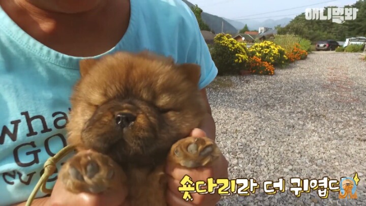 심장주의 모래찜질하다 빠진 댕댕이 끝순이 | 인스티즈