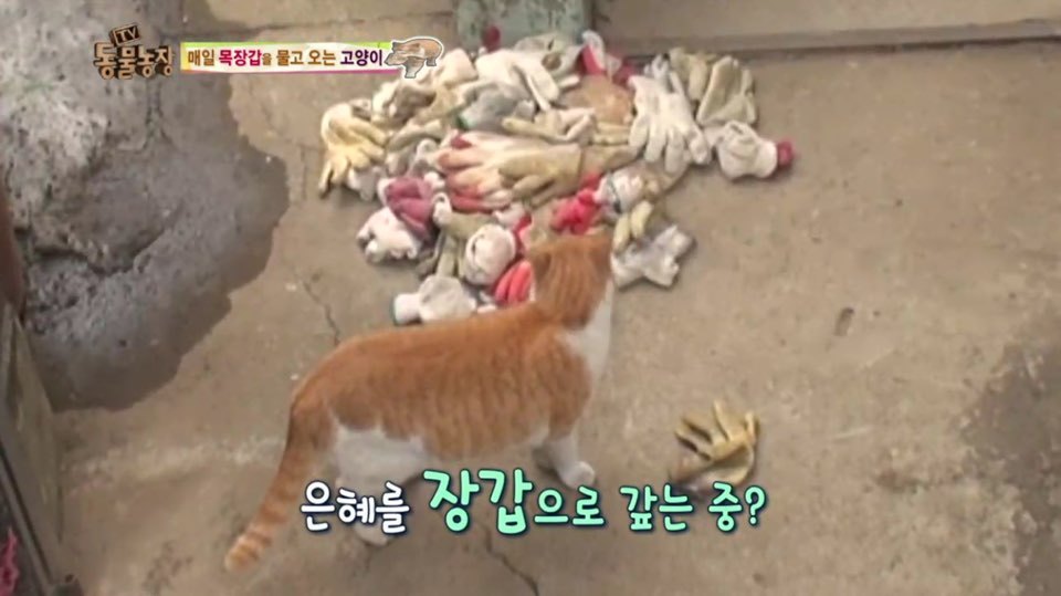 [동물농장] 매일 장갑 물어오는 고양이 (사랑스러움주의/스압주의) | 인스티즈