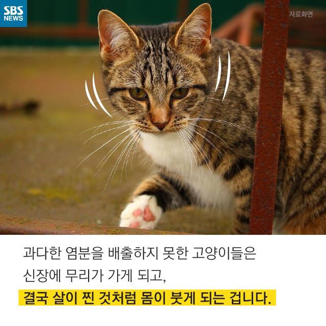 길 고양이가 뚱뚱한 이유..jpg | 인스티즈