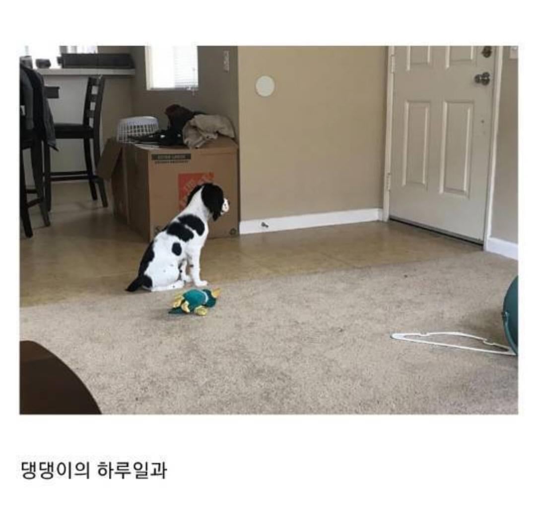 인류애 상실 극복짤 모음 ㅠ (감동 폭발) | 인스티즈