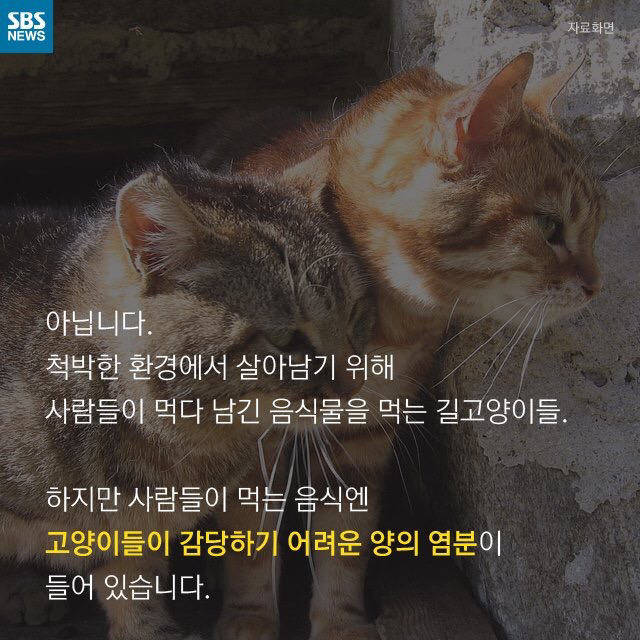 길 고양이가 뚱뚱한 이유..jpg | 인스티즈