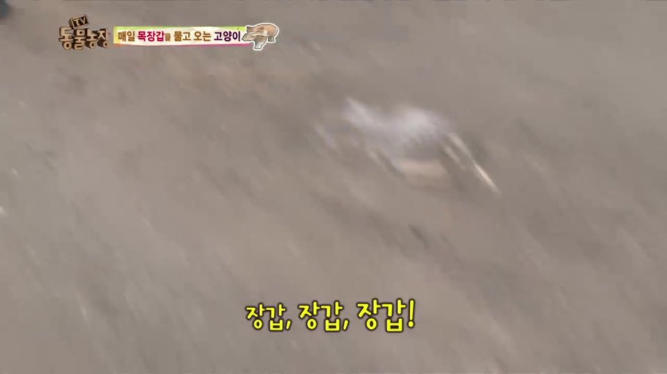 [동물농장] 매일 장갑 물어오는 고양이 (사랑스러움주의/스압주의) | 인스티즈