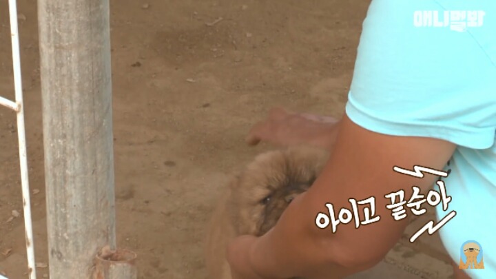 심장주의 모래찜질하다 빠진 댕댕이 끝순이 | 인스티즈