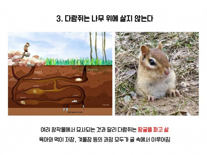 다람쥐와 청설모의 차이 | 인스티즈