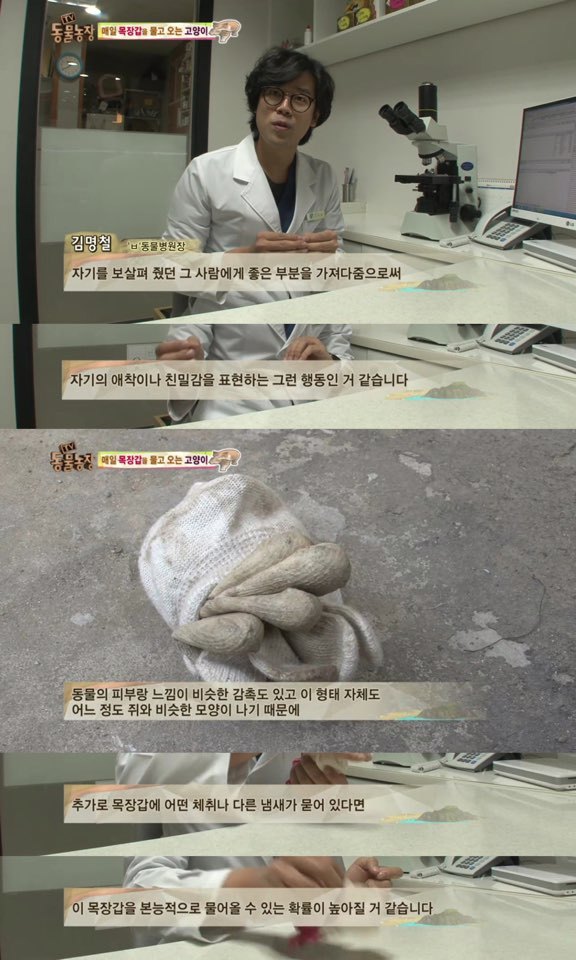 [동물농장] 매일 장갑 물어오는 고양이 (사랑스러움주의/스압주의) | 인스티즈