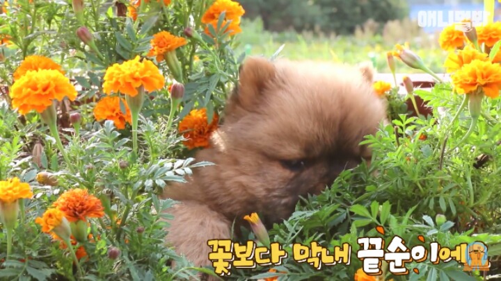 심장주의 모래찜질하다 빠진 댕댕이 끝순이 | 인스티즈