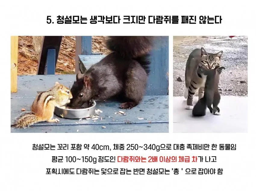 다람쥐와 청설모의 차이 | 인스티즈