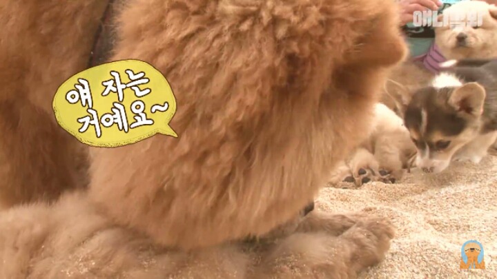 심장주의 모래찜질하다 빠진 댕댕이 끝순이 | 인스티즈