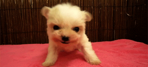 아기 고양이 vs 강아지.gif | 인스티즈