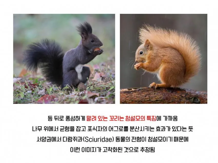 다람쥐와 청설모의 차이 | 인스티즈