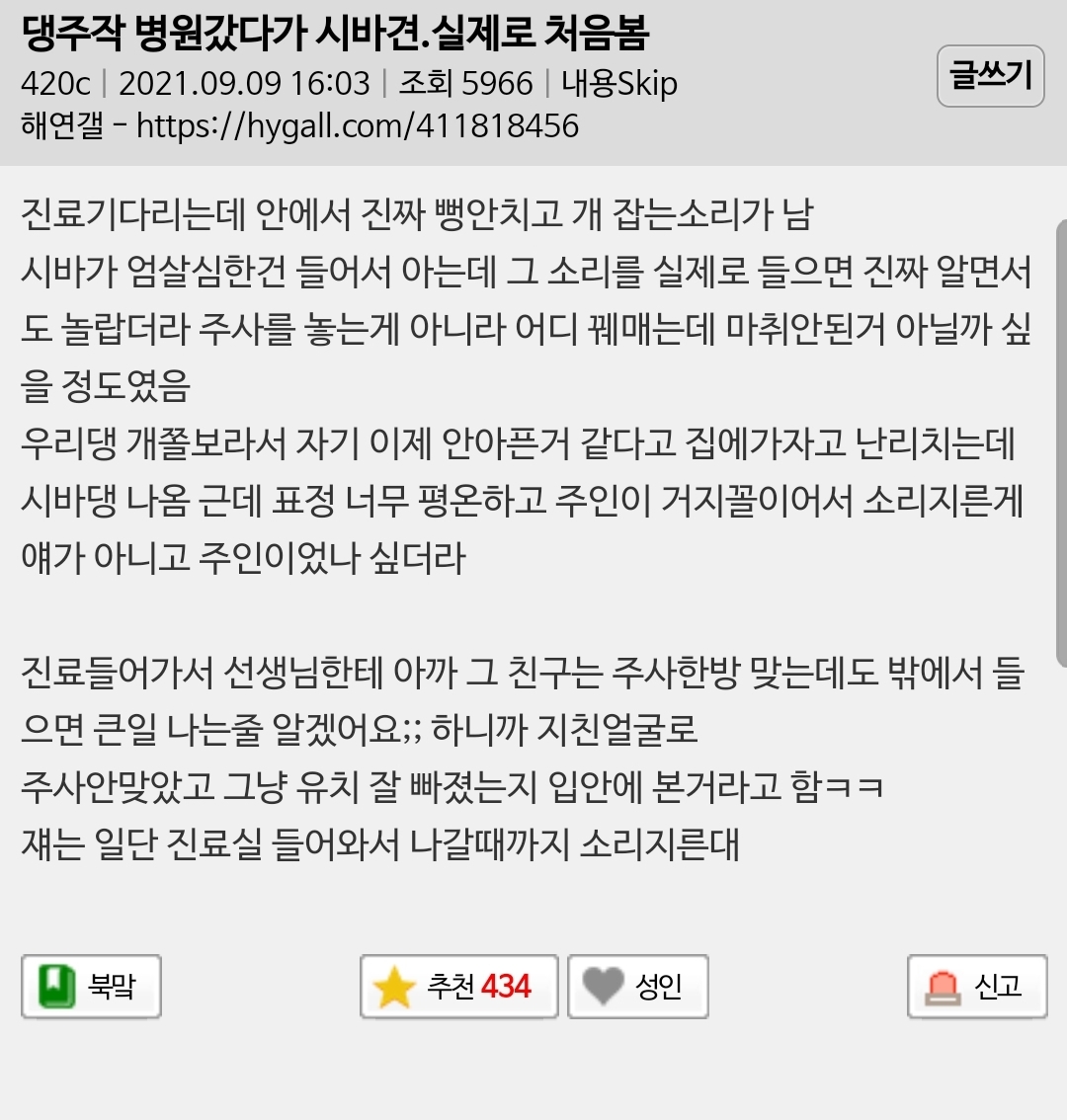 동물병원 갔다가 시바견 실제로 처음봄 | 인스티즈