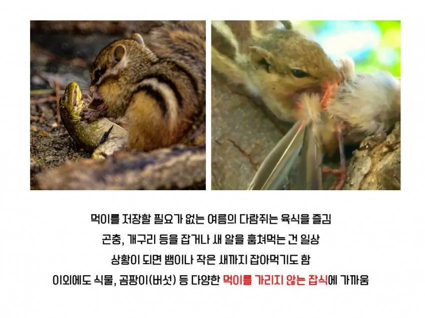 다람쥐와 청설모의 차이 | 인스티즈