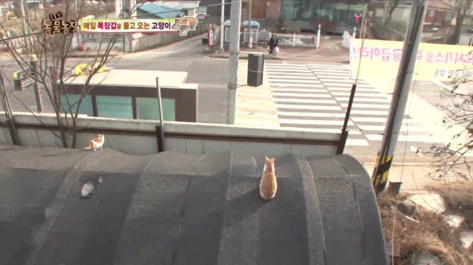 [동물농장] 매일 장갑 물어오는 고양이 (사랑스러움주의/스압주의) | 인스티즈