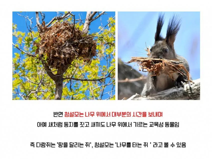 다람쥐와 청설모의 차이 | 인스티즈