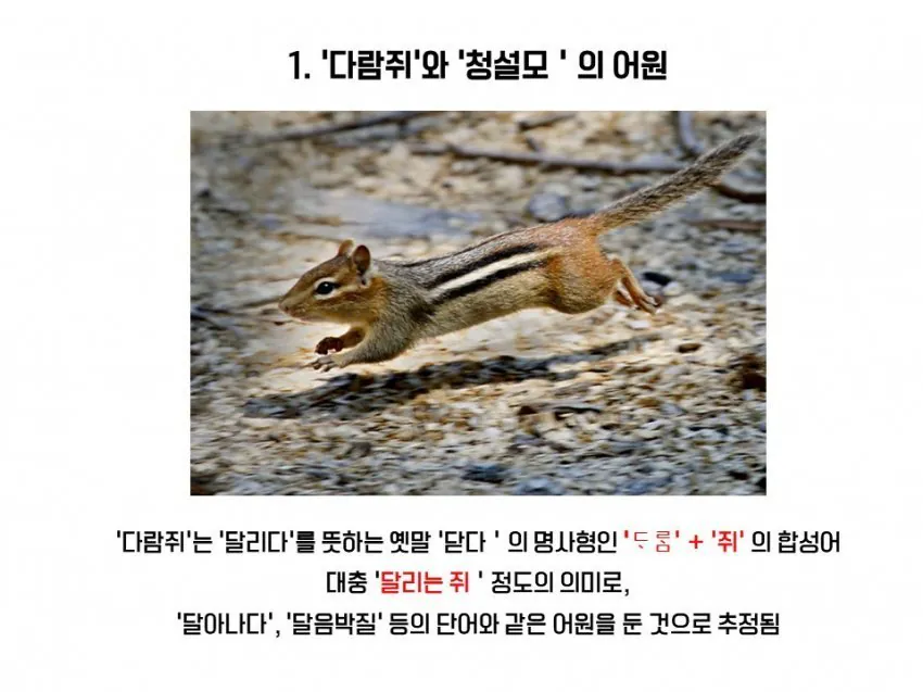 다람쥐와 청설모의 차이 | 인스티즈