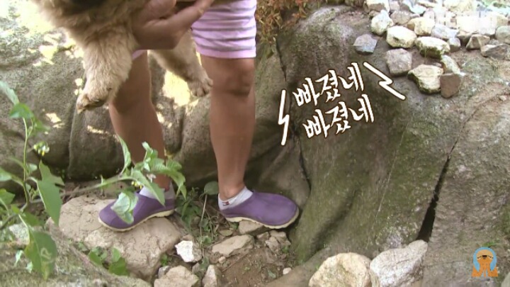 심장주의 모래찜질하다 빠진 댕댕이 끝순이 | 인스티즈