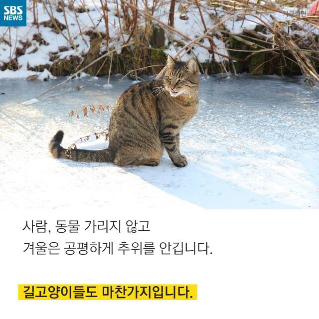 길 고양이가 뚱뚱한 이유..jpg | 인스티즈