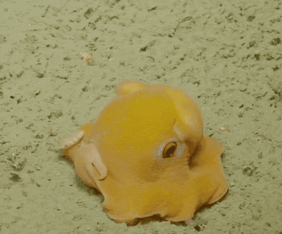 심해에 사는 귀여운 덤보문어...gif | 인스티즈