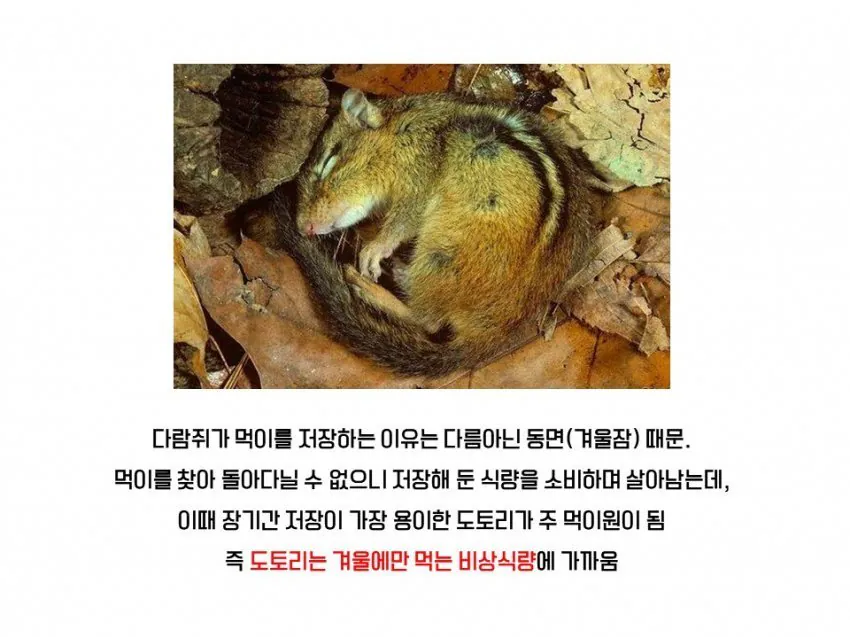 다람쥐와 청설모의 차이 | 인스티즈