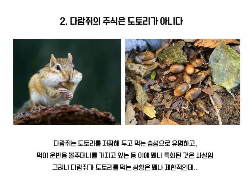 다람쥐와 청설모의 차이 | 인스티즈