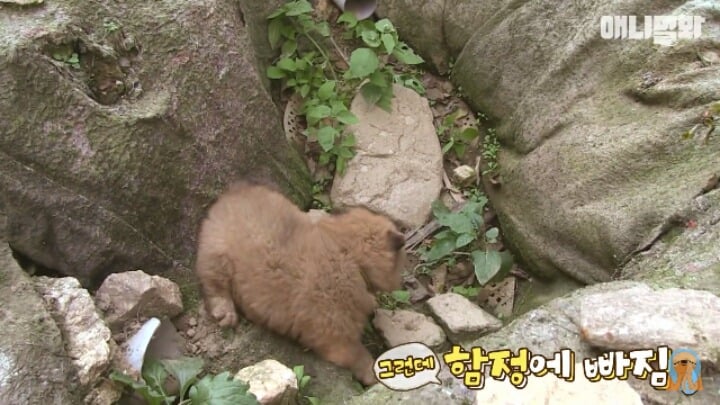 심장주의 모래찜질하다 빠진 댕댕이 끝순이 | 인스티즈