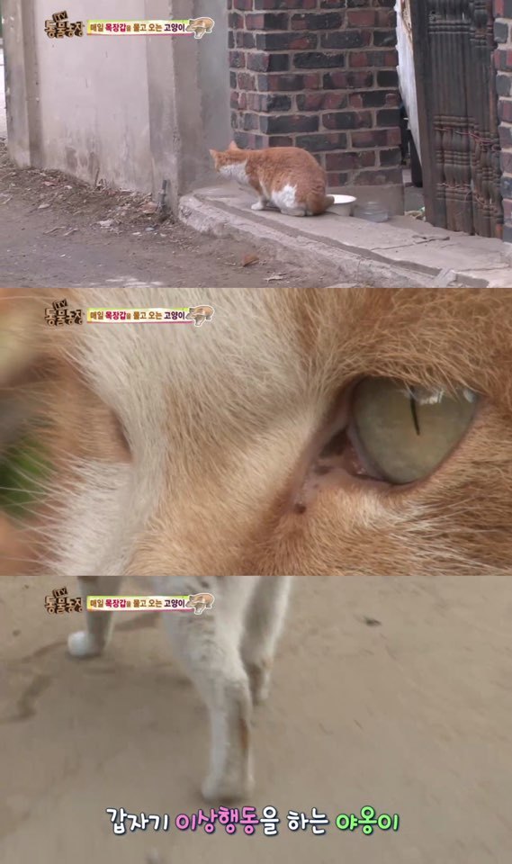 [동물농장] 매일 장갑 물어오는 고양이 (사랑스러움주의/스압주의) | 인스티즈
