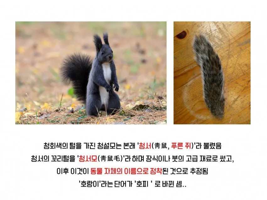 다람쥐와 청설모의 차이 | 인스티즈