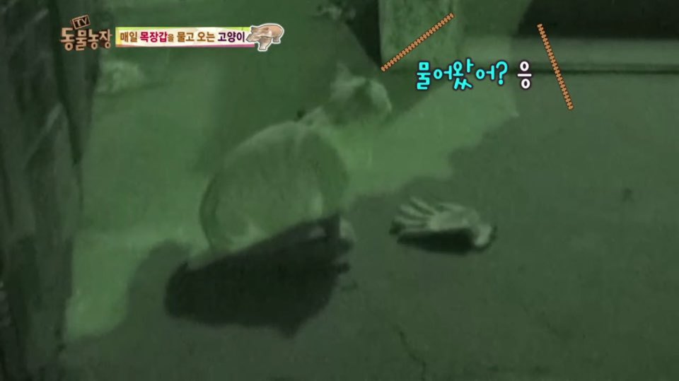 [동물농장] 매일 장갑 물어오는 고양이 (사랑스러움주의/스압주의) | 인스티즈