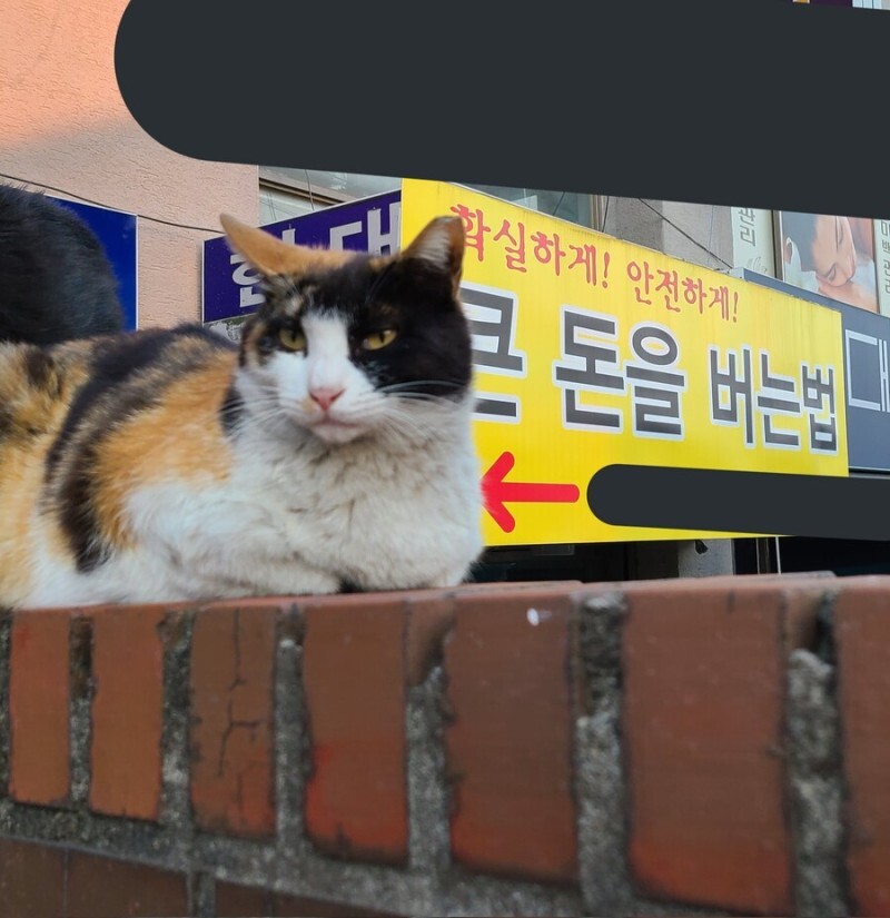 쩌리에 고양이가 더 올라왔으면 하는 달글(아님) | 인스티즈