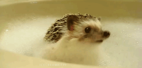 귀여운 아기 두더지.gif | 인스티즈