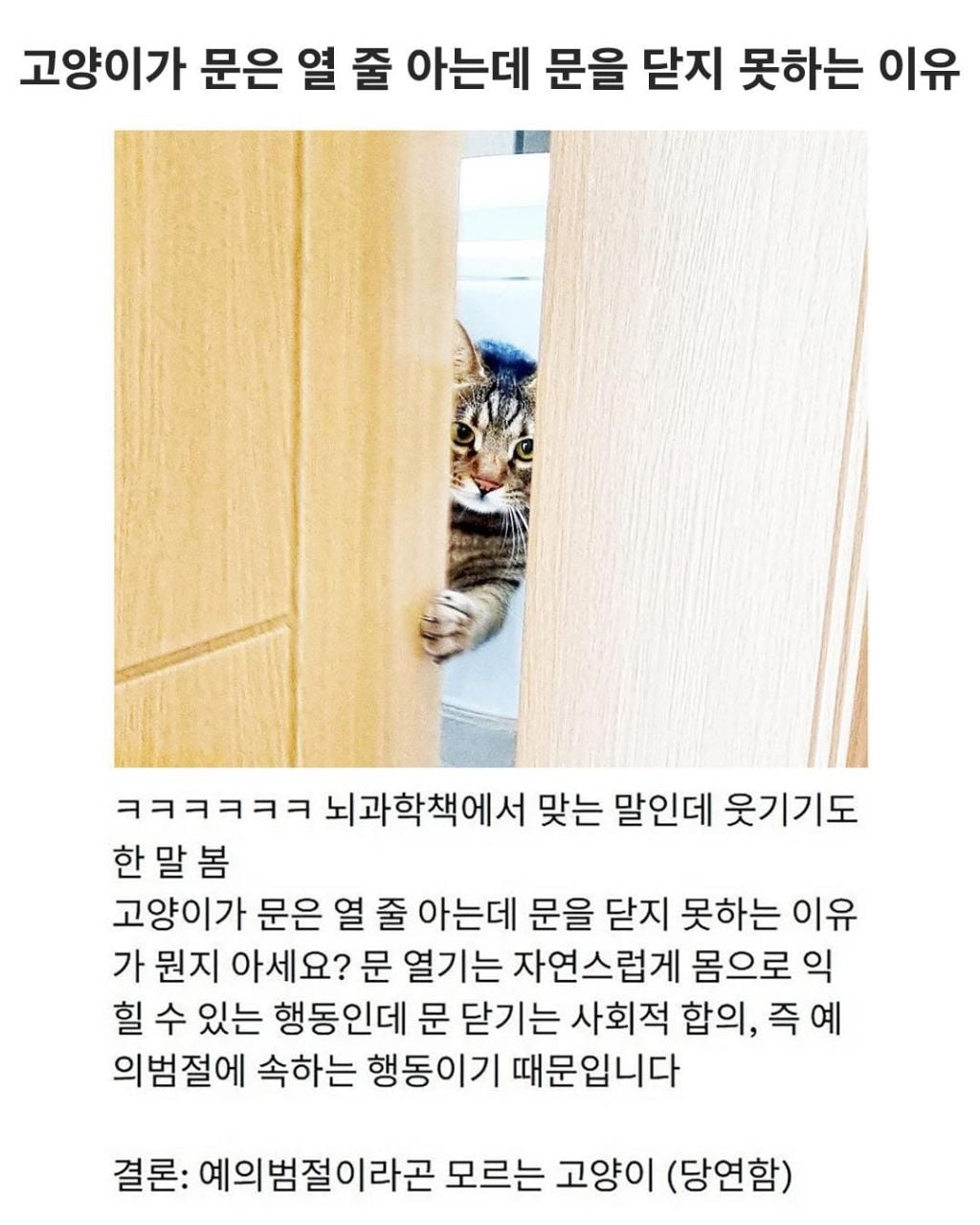 고양이가 문은 열 줄 아는데 문을 닫지 못하는 이유 | 인스티즈