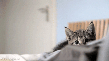 고양이 엉덩이 흔들기 모음.gif | 인스티즈