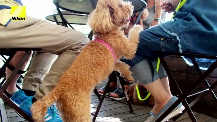 강아지의 심장이 뛰면 사진이 찍히는 사진기.jpg | 인스티즈